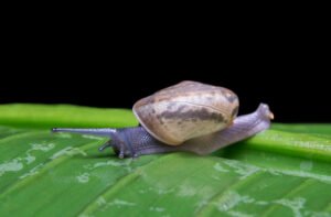 snail on a leaf - snail slime