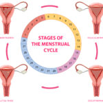 stages of the menstrual cycle | luteal phase | cycle syncing