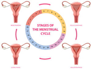 stages of the menstrual cycle | luteal phase | cycle syncing