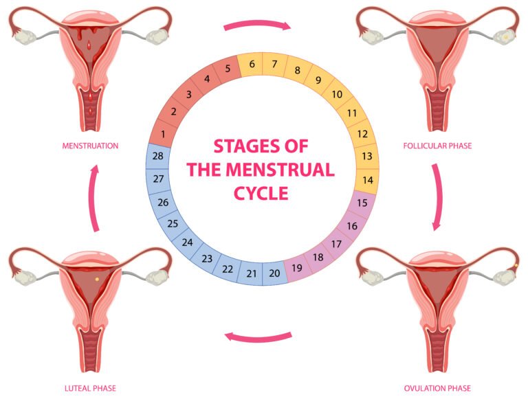 stages of the menstrual cycle | luteal phase | cycle syncing