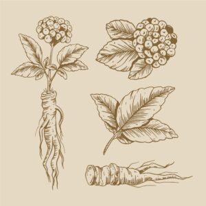 ginseng illustration | Ancient Herbs